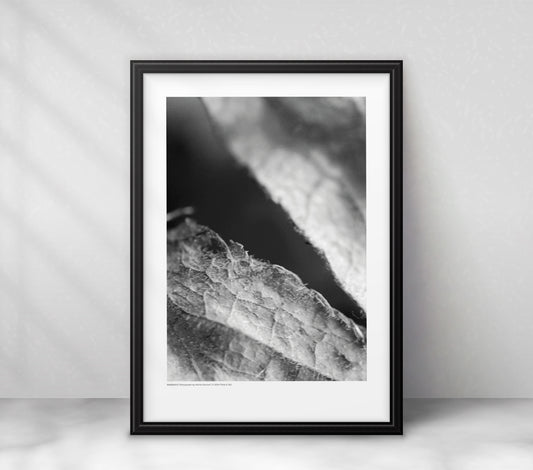 Untitled II - Photographic Print